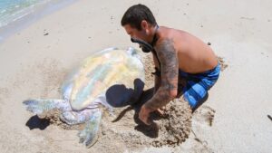 découvrez nos initiatives de sauvetage et de protection des tortues, un engagement essentiel pour préserver ces créatures marines menacées. rejoignez-nous pour apprendre comment vous pouvez contribuer à leur survie et explorer les efforts réalisés pour leur habitat.