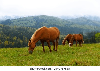 découvrez comment différentes espèces animales cohabitent harmonieusement dans leur environnement naturel et l'importance de la coexistence de la faune pour préserver la biodiversité.