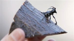 découvrez tout sur les longicornes asiatiques : origine, habitat, impact environnemental et méthodes de lutte contre ce coléoptère invasif.