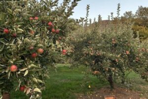 découvrez les meilleurs vergers de pommiers aux usa pour cueillir des pommes fraîches, profiter d’activités familiales et savourer des produits artisanaux uniques. guide des destinations incontournables pour une expérience authentique.
